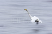 Whooper Swan Blur