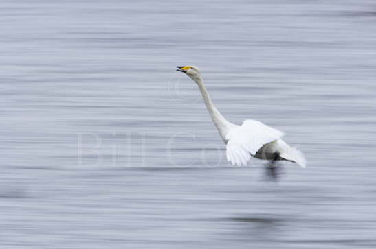 Whooper Swan