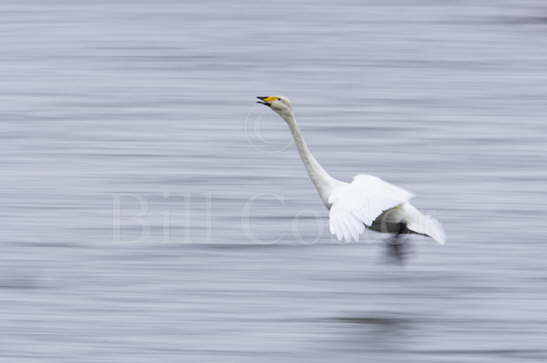 Whooper Swan Blur