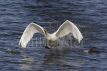 Mute Swan