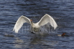 Mute Swan Take Off