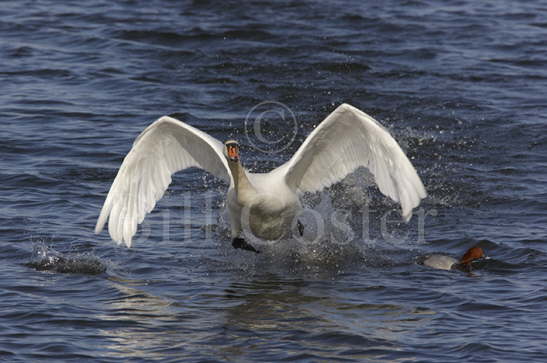 Mute Swan Take Off