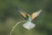 Bee-eater landing