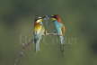 Bee-eater foodpass