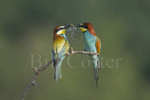 Bee-eater foodpass