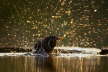 Blackbird washing