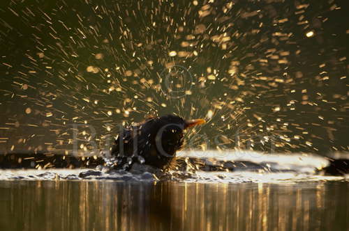 Blackbird washing