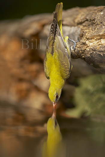 Golden Oriole Drinking