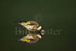 Goldfinch drinking