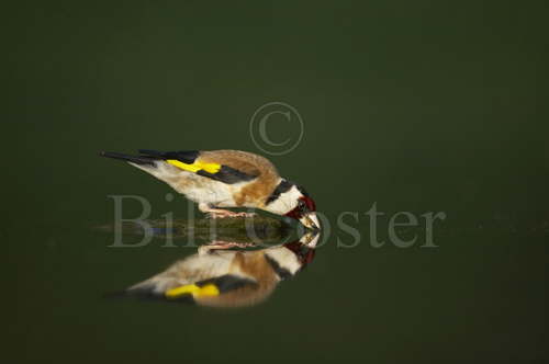 Goldfinch drinking