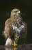 Buzzard at pool