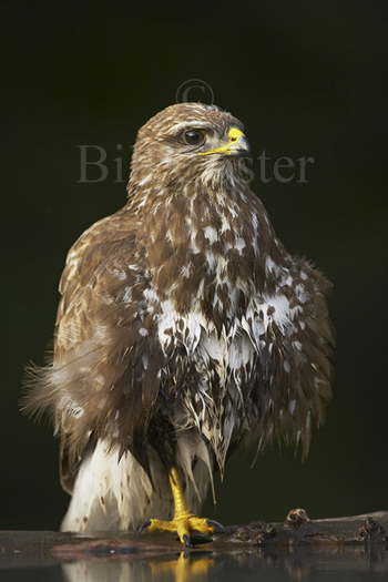Buzzard at pool