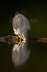 Sparrowhawk drinking