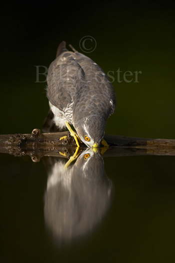 Sparrowhawk drinking