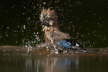 Jay washing