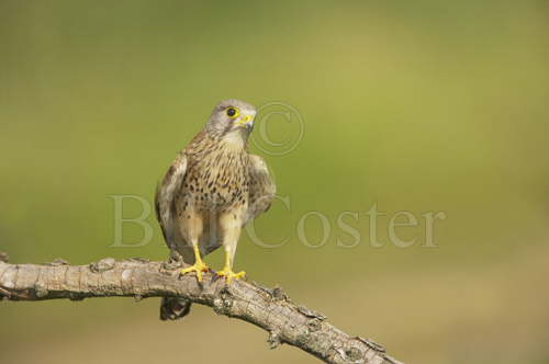 Kestrel
