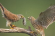 Kestrel foodpass