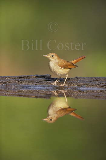 Nightingale