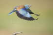 Roller 