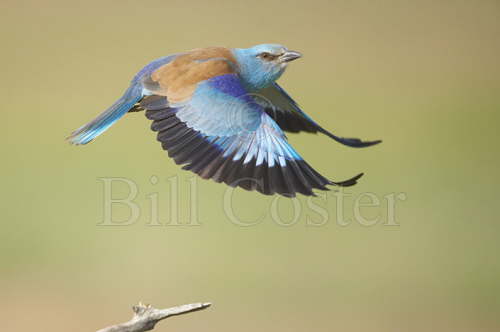 Roller 
