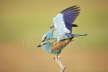 Roller mating
