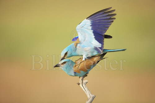 Roller mating