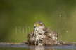 Sparrowhawk washing
