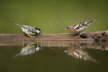 Great Tit & Chaffinch Confrontation