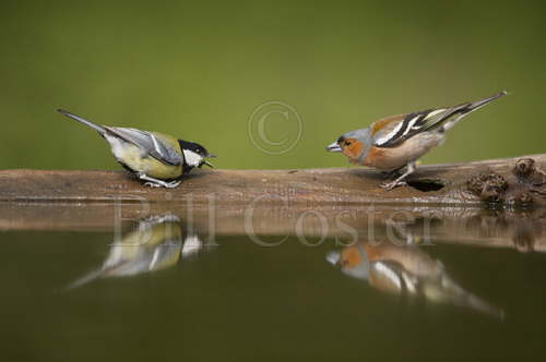 Great Tit & Chaffinch confrontation