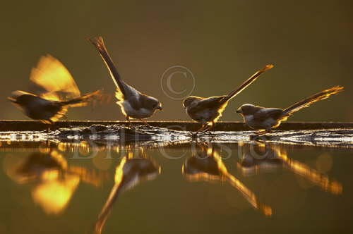 Long Tailed Tits at dusk