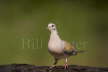 Turtle Dove