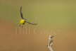 Blue Headed Wagtail