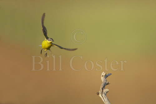 Blue-headed Wagtail