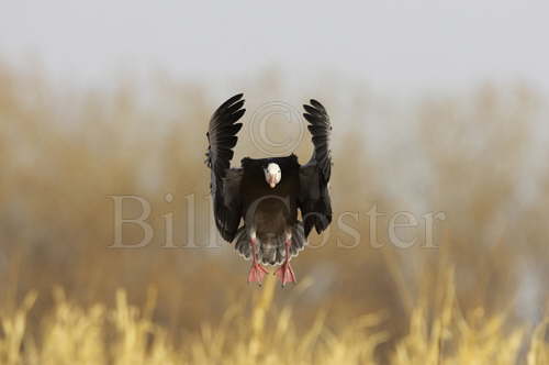 Blue Phase Snow Goose