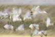 Sandhill Crane blur