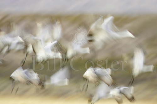 Sandhill Crane blur