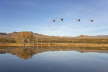 Sandhill Cranes in landscape