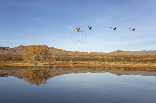 Sandhill Cranes in landscape