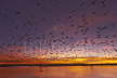 Snow Geese - Dawn Lift Off