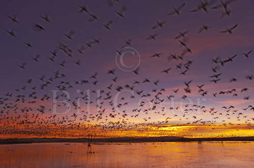 Snow Geese dawn lift off