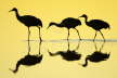Sandhill Crane reflection