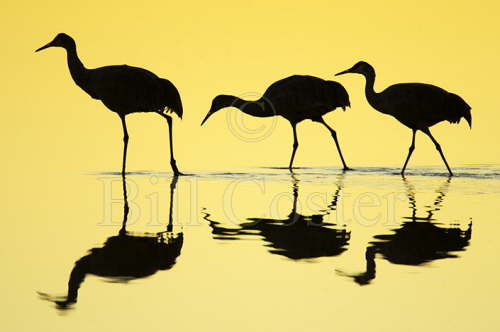 Sandhill Crane reflection