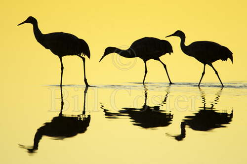 Sandhill Crane Reflection