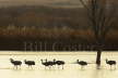 Sandhill Crane silhouettes