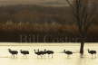 Sandhill Crane Silhouettes