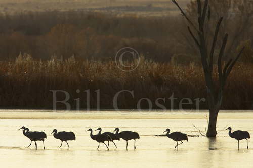 Sandhill Crane silhouettes