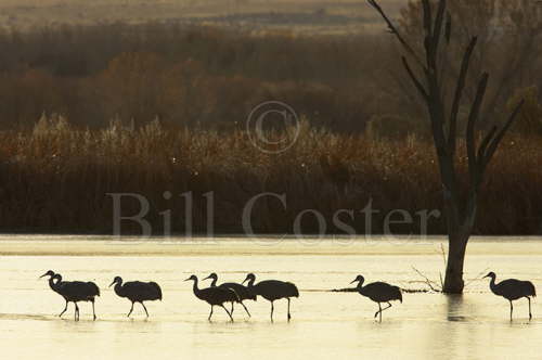 Sandhill Crane Silhouettes