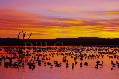 Snow Geese - Roost Site at Dawn
