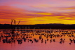 Snow Geese - Roost Site at Dawn