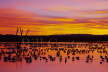 Snow Geese - Roost Site at Dawn